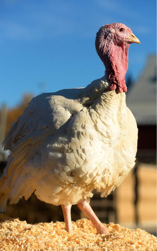 Leah Hogsten  |  The Salt Lake Tribune
Turko, a 21-week-old, 57 pound turkey was spared Wednesday, November 26, 2014 by Lt. Gov. Spencer Cox from becoming a Thanksgiving feast during the Fourth Annual Utah Turkey Pardon at Thanksgiving Point. Turko will roam free in his new home at Thanksgiving Point's Farm Country.