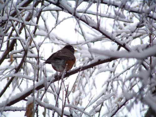 Mark Hansen  |  The Salt Lake Tribune

A robin perches on snow-covered tree branches in a park in Millcreek on Thursday, Dec. 25, 2014.