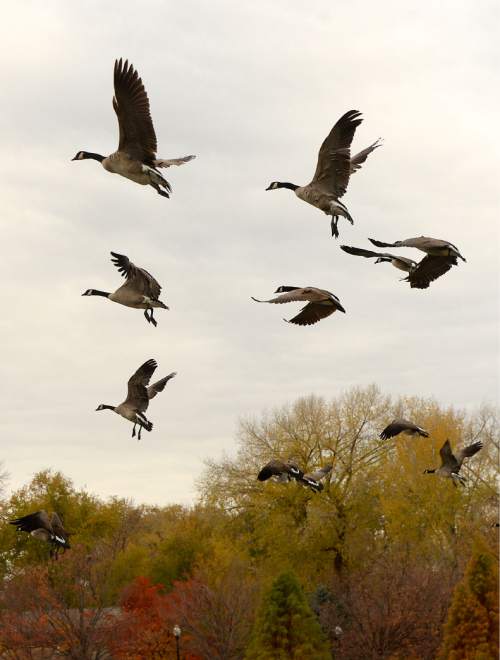 Al Hartmann  |  The Salt Lake Tribune
Canada Geese circle Liberty Park on a gray but beautiful Autumn day Tuesday Nov. 17.  It feels like the last days of Fall are here.