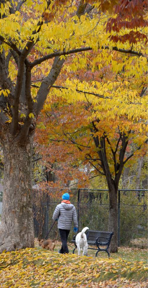 Al Hartmann  |  The Salt Lake Tribune
Man walks his dogs beneath a canopy of the last leaves at Liberty Park on a gray but beautiful Autumn day Tuesday Nov. 17.  It feels like the last days of Fall are here.