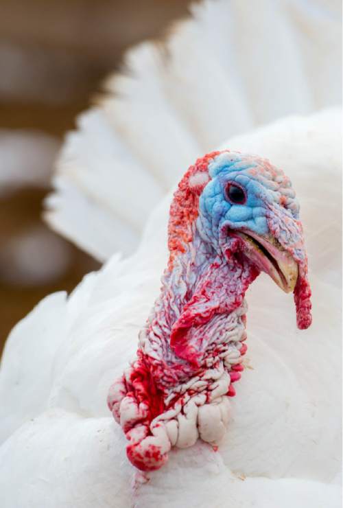 Trent Nelson  |  The Salt Lake Tribune
There are several options when it comes to buying a Utah-raised turkey.