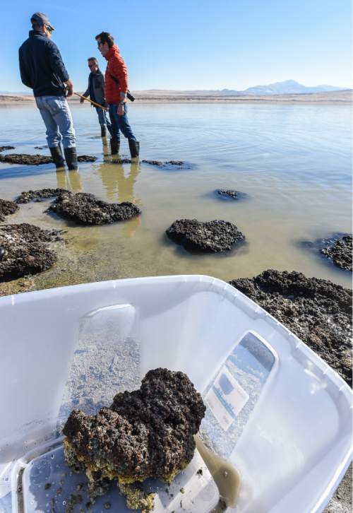 Francisco Kjolseth | The Salt Lake Tribune
Researchers gather at The Great Salt Lake to study small rock like structures formed by cyanobacteria known as microbialites. These domed structures cover about 386 square miles, nearly 23 percent of the lake's bed, and offer a glimpse of what the Earth was like for its first 3 billion years.