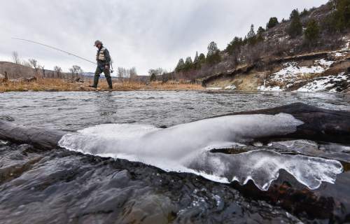 Francisco Kjolseth | The Salt Lake Tribune
Brady Willison on Tuesday walks along a braided channel on a stretch of the Upper Provo that cuts through the 7,000-acre Victory Ranch, a luxury destination near Francis. Until a Nov. 4 court ruling invalidating Utah's restrictive stream access law, such streams were not available to anglers without property owners' permission. Stream access advocates successfully sued Victory Ranch, claiming that the landowners' practice of keeping non-guests off the river violates an easement the public has to stream beds. But without further guidance from the court, the scope of that easement is not clear, lawyers say. Victory Ranch insists the ruling should be stayed pending its appeal, which it expects to win.