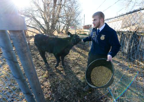 Francisco Kjolseth | The Salt Lake Tribune
Sawyer Barker tries to coax one of the student owned steers into another pen. At Roots, Utah's first farm-based charter school in West Valley City, students get hands on experience working at the school's farm just down the street from the school. A legislative task form is recommending changes to the way Utah's charter schools are funded.