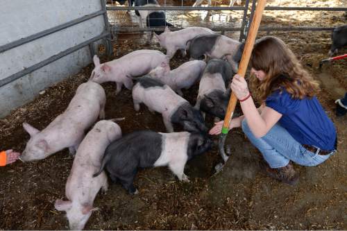 Francisco Kjolseth | The Salt Lake Tribune
Katelinn Mix greets the student-owned pigs while cleaning out their pen in an Intro to Agriculture class. At Roots, Utah's first farm-based charter school, in West Valley City, students get hands-on experience working at the school's farm just down the street. A legislative task force is recommending changes to the way Utah's charter schools are funded.