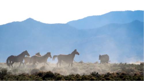 Rick Egan  |  The Salt Lake Tribune

Wild horses roam on BLM land at the north end of the Escalante Valley 60 miles west of Cedar City, Wednesday, April 23, 2014.