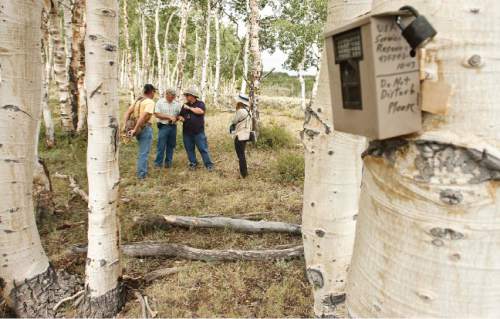 Leah Hogsten  |  The Salt Lake Tribune

Quaking aspen, Utah's state tree, once covered 40 percent of Monroe Mountain, but today conifers are encroaching into many stands. In other places, aspen shoots fail to mature because they are eaten by cattle, sheep, deer and elk. Without fresh trees to replace the older ones, as seen in this file photo, stands age into decrepitude and disappear. Fishlake National Forest plans to restore Monroe's aspen ecosystems through a 10-year program of prescribed burning, logging and improved management of livestock and big game.