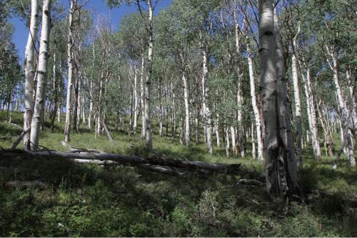 Francisco Kjolseth  |  The Salt Lake Tribune

Quaking aspen, Utah's state tree, once covered 40 percent of Monroe Mountain, but today conifers are encroaching into many stands. In other places, aspen shoots fail to mature because they are eaten by cattle, sheep, deer and elk. Without fresh trees to replace the older ones, as seen in this file photo, stands age into decrepitude and disappear. Fishlake National Forest plans to restore Monroe's aspen ecosystems through a 10-year program of prescribed burning, logging and improved management of livestock and big game.