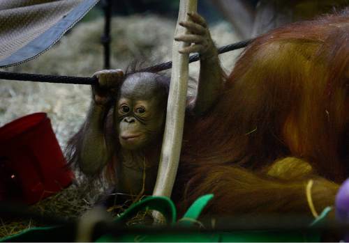 Scott Sommerdorf   |  The Salt Lake Tribune
The Hogle Zoo's five month-old baby orangutan, "Tuah" with his surrogate mother, and biological sister Acara, right, Thursday, April 9, 2015.