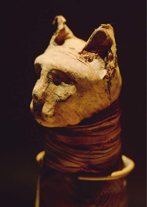 Steve Griffin  |  The Salt Lake Tribune

A mummified cat is part of the "Mummies of the World: The Exhibition" at The Leonardo in Salt Lake City through March 6, 2016.