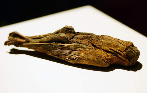 Steve Griffin  |  The Salt Lake Tribune

A mummified falcon is part of the "Mummies of the World: The Exhibition" at The Leonardo in Salt Lake City through March 6, 2016.