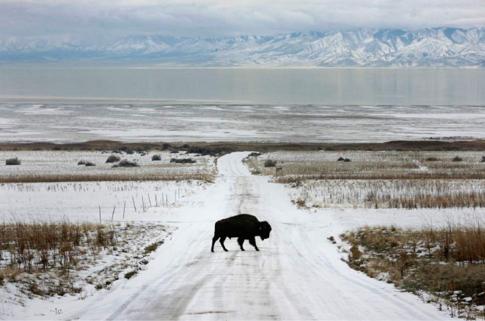 ANTELOPE ISLAND IN WINTER
A lone bison crosses the snow-covered road that leads to White Rock Bay near the northern tip of Antelope Island.
Scott Sommerdorf / The Salt Lake Tribune