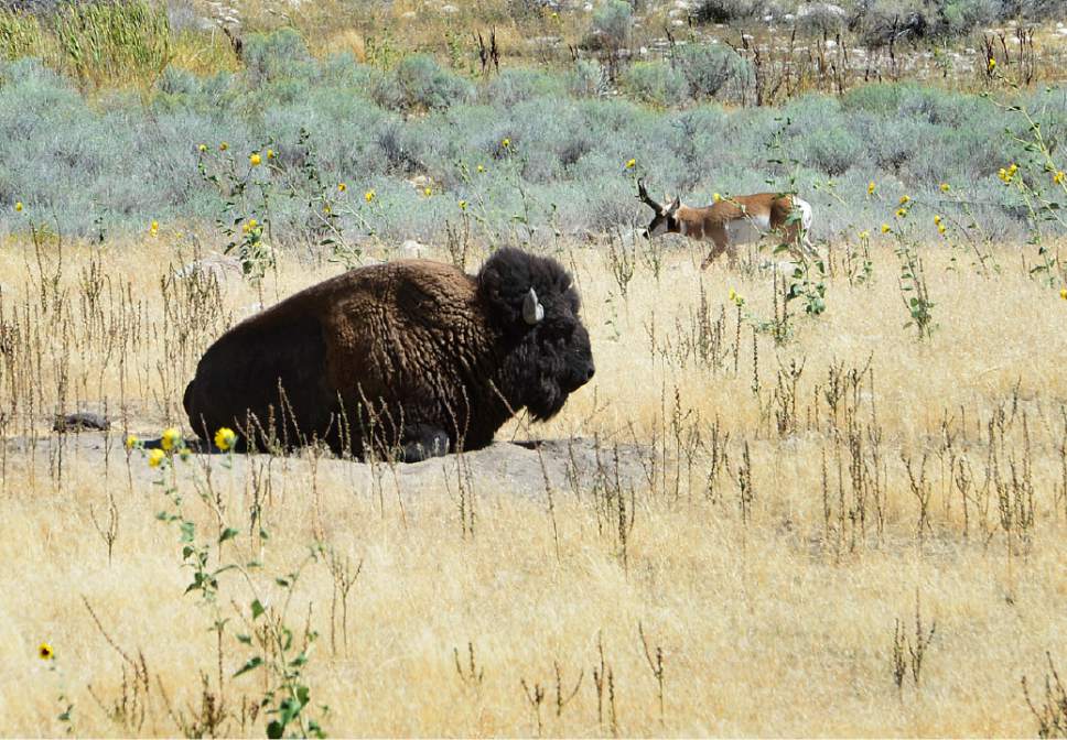 Scott Sommerdorf   |  The Salt Lake Tribune
A Bison and a Pronghorn Antelope meet Friday, September 4, 2015, at Antelope Island State Park.