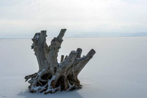 Chris Detrick  |  The Salt Lake Tribune
The Great Salt Lake at Antelope Island Tuesday December 29, 2015.