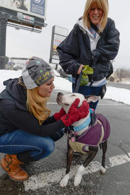 Francisco Kjolseth | The Salt Lake Tribune
Jami Johanson greets Kandie the service dog as she arrives at the Salt Lake County Animal Services with the dog's owner, Kelly Lawson, before unloading a large donation of pet supplies.