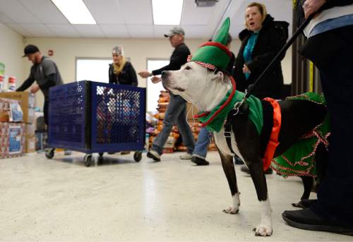 Francisco Kjolseth  |  The Salt Lake Tribune
Kandie, a therapy dog owned by Kelly Lawson, is the face behind a "monster holiday drive," started three years ago to help support local animal services. Kandie was on hand as a small army of volunteers and employees at the Salt Lake County Animal Services helped unload donations from trucks.