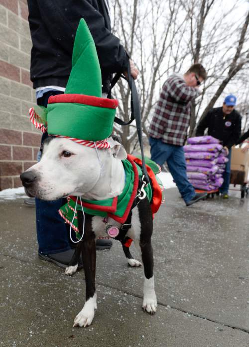 Francisco Kjolseth  |  The Salt Lake Tribune
Kandie, a therapy dog owned by Kelly Lawson, is the face behind a "monster holiday drive," started three years ago to help support local animal services. Kandie was on hand as a small army of volunteers and employees at the Salt Lake County Animal Services helped unload donations from trucks.