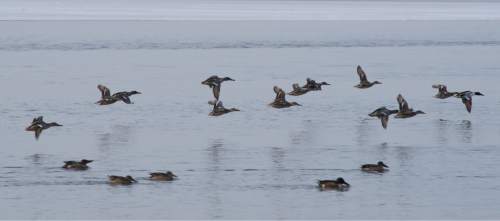 Lynn R. Johnson  |  Special to the Tribune

Ducks fly above Antelope Island's north shore Tuesday morning.