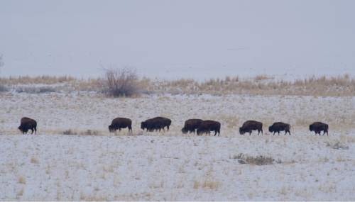 Lynn R. Johnson  |  Special to the Tribune

Herd of Bison grazing near Antelope Island east shore line Tuesday afternoon.
