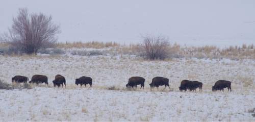 Lynn R. Johnson  |  Special to the Tribune

Bison grazing in the snow along Antelope Islandís east shore line Tuesday afternoon.