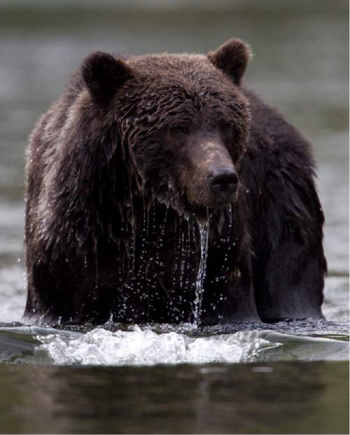 A grizzly bear is seen fishing along a river in Tweedsmuir Provincial Park near Bella Coola, B.C. Friday, Sept 10, 2010.  THE CANADIAN PRESS/Jonathan Hayward (Canadian Press via AP Images)