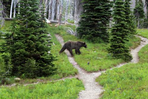 FILE - In this Aug. 3, 2014, file photo, a grizzly bear walks through a back country campsite in Montana's Glacier National Park. Wildlife officials have divvied up how many grizzly bears could be killed by hunters in the Yellowstone region of Wyoming, Montana and Idaho. The move comes as the states seek control of a species shielded from hunting for the past 40 years.  (Doug Kelley/The Spokesman-Review via AP, File) COEUR D'ALENE PRESS OUT; MANDATORY CREDIT