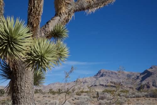 Lynn R. Johnson  |  Special to the Tribune

Joshua Tree National Scenic Backway, located in the Mojave Desert near the Utah-Nevada border.  The 16-mile loop passes through the Shivwits Paiute Indian Reservation, Wittwer Canyon and Bulldog Canyon.