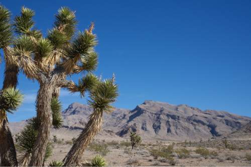 Lynn R. Johnson  |  Special to the Tribune

Joshua Tree National Scenic Backway in the Beaver Dam Conservation area.