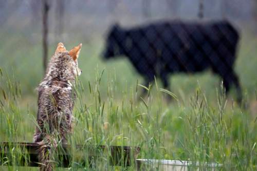 Colin Braley  |  AP file photo
A coyote watches from an enclosure as a cow walks past at the Millville Predator Research Facility in Millville, Utah in 2011. The number of coyotes killed under a state bounty program criticized by wildlife advocates grew by more than 1,000 animals in 2015, a year that saw the shooting death of a well-known wolf that was mistaken for a coyote and another apparent wolf killed in a snare.