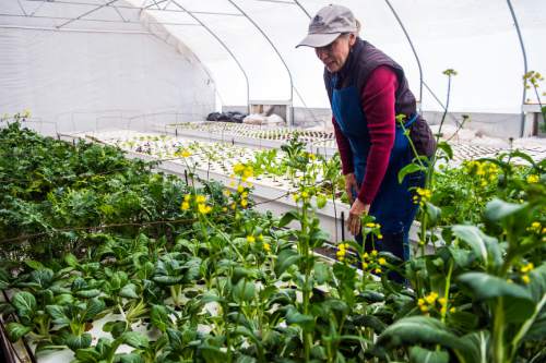 Chris Detrick  |  The Salt Lake Tribune
Sandy Stapley looks over some of her plants growing at Deseret Peak Aquaponics in Grantsville on Wednesday, Jan. 6, 2016.