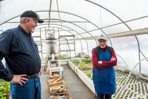 Chris Detrick  |  The Salt Lake Tribune
Terry and Sandy Stapley look over some of their vegetables growing at Deseret Peak Aquaponics in Grantsville on Wednesday, Jan. 6, 2016.