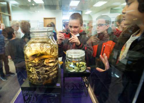 Steve Griffin  |  The Salt Lake Tribune


Fifth-graders from Lone Peak Elementary School visit Zions Bank in Draper to see ìPoison!î--  a new traveling exhibit that shows how nature produces poisonous specimens. The exhibit is sponsored by the Utah Museum of Natural History and Zions Bank. Here, students photograph specimens of venomous snakes on Thursday, Jan. 14, 2016.