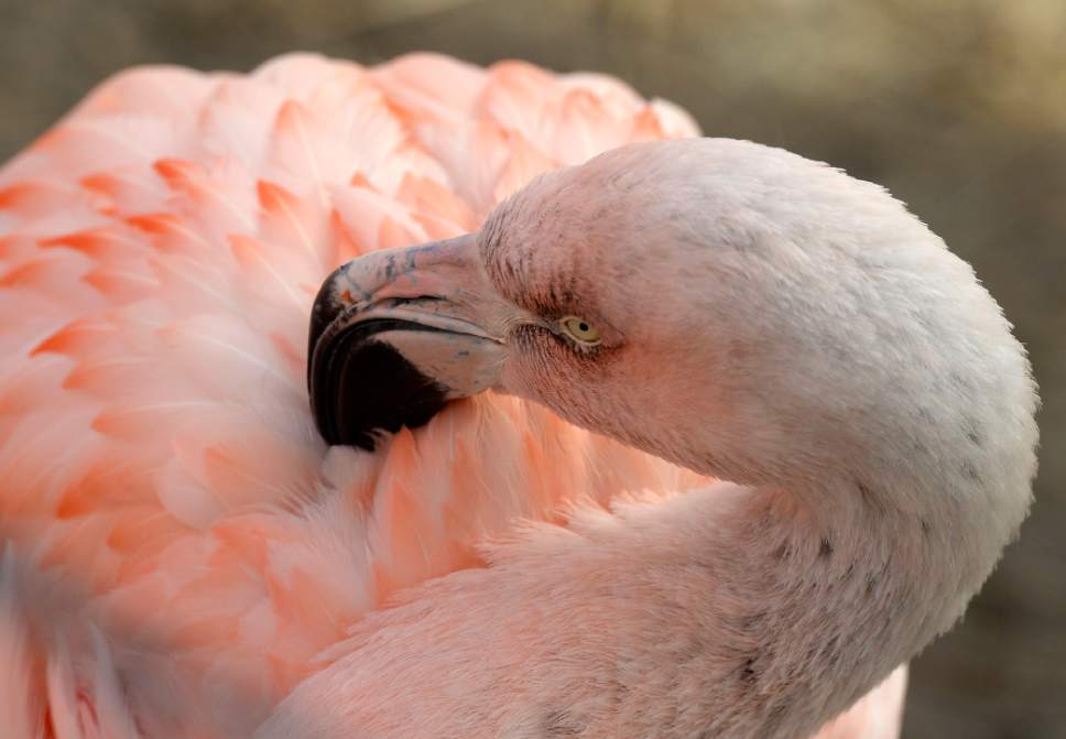 Al Hartmann  |  The Salt Lake Tribune
Chilean Flamingo preen his feathers at Tracy Aviary Friday Jan 22. Warm winter afternoons are a great time to take in the birds at Tracy Aviary.  Many birds live outside and right at home in the weather.  Crowds are scarce but the birds are not.