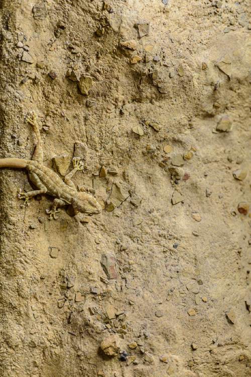 Trent Nelson  |  The Salt Lake Tribune
A fan-fingered gecko is part of the Natural History Museum of Utah's new exhibit "Geckos Live!", which opens Saturday.