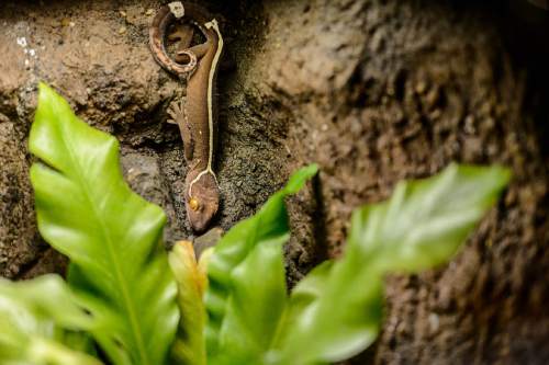 Trent Nelson  |  The Salt Lake Tribune
A skunk gecko  is part of the Natural History Museum of Utah's new exhibit "Geckos Live!", which opens Saturday.