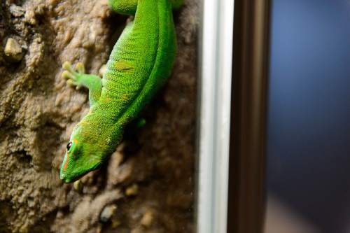 Trent Nelson  |  The Salt Lake Tribune
A giant day gecko is part of the Natural History Museum of Utah's new exhibit "Geckos Live!", which opens Saturday.