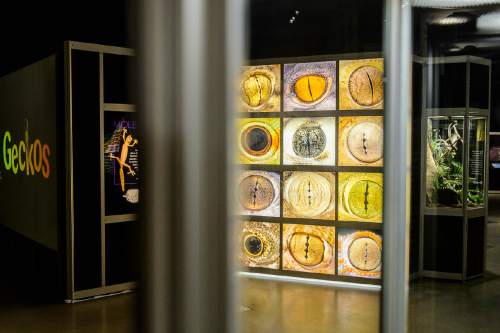 Trent Nelson  |  The Salt Lake Tribune
The entry to the Natural History Museum of Utah's new exhibit "Geckos Live!", which opens Saturday.