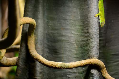 Trent Nelson  |  The Salt Lake Tribune
A giant day gecko is part of the Natural History Museum of Utah's new exhibit "Geckos Live!", which opens Saturday.