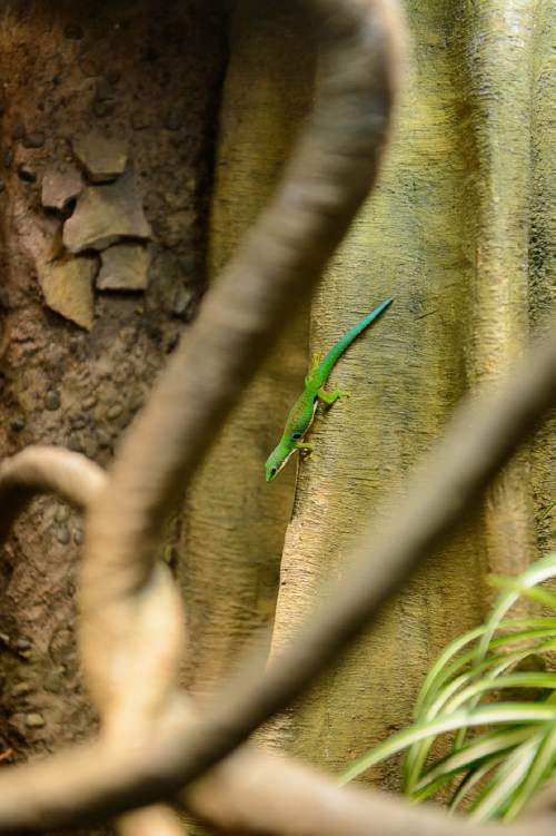 Trent Nelson  |  The Salt Lake Tribune
A day gecko is part of the Natural History Museum of Utah's new exhibit "Geckos Live!", which opens Saturday.