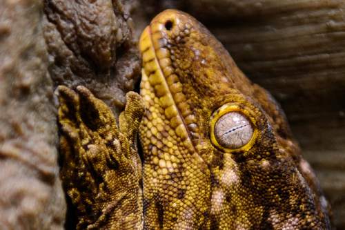 Trent Nelson  |  The Salt Lake Tribune
A New Caledonian giant gecko is part of the Natural History Museum of Utah's new exhibit "Geckos Live!", which opens Saturday.