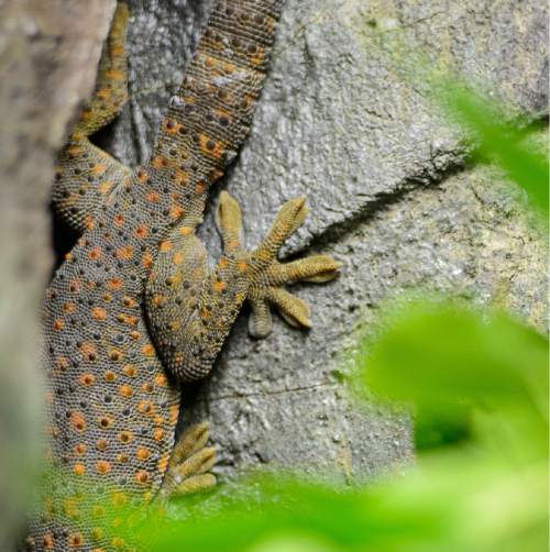 Trent Nelson  |  The Salt Lake Tribune
A tokay gecko is part of the Natural History Museum of Utah's new exhibit "Geckos Live!", which opens Saturday.