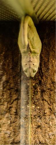 Trent Nelson  |  The Salt Lake Tribune
A halmahera gecko is part of the Natural History Museum of Utah's new exhibit "Geckos Live!", which opens Saturday.