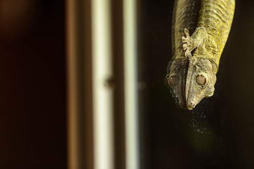 Trent Nelson  |  The Salt Lake Tribune
A giant leaf-tailed gecko is part of the Natural History Museum of Utah's new exhibit "Geckos Live!", which opens Saturday.