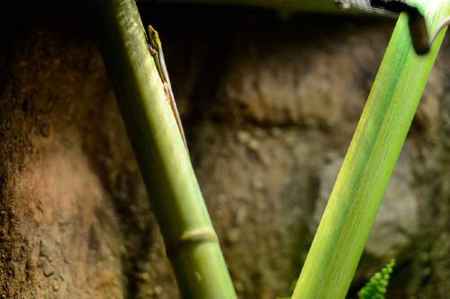 Trent Nelson  |  The Salt Lake Tribune
A day gecko is part of the Natural History Museum of Utah's new exhibit "Geckos Live!", which opens Saturday.