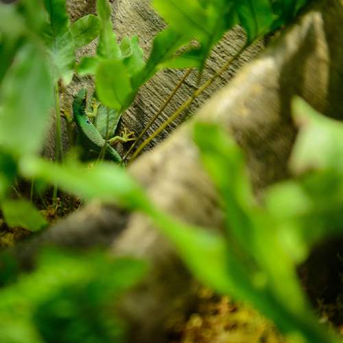 Trent Nelson  |  The Salt Lake Tribune
A day gecko is part of the Natural History Museum of Utah's new exhibit "Geckos Live!", which opens Saturday.