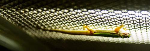 Trent Nelson  |  The Salt Lake Tribune
A day gecko is part of the Natural History Museum of Utah's new exhibit "Geckos Live!", which opens Saturday.