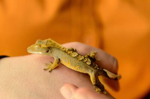 Trent Nelson  |  The Salt Lake Tribune
A crested gecko is part of the Natural History Museum of Utah's new exhibit "Geckos Live!", which opens Saturday.