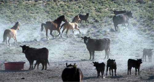 Rick Egan  |  The Salt Lake Tribune
Wild horses roam around with cattle on BLM land northwest of Cedar City,  Wednesday, April 23, 2014