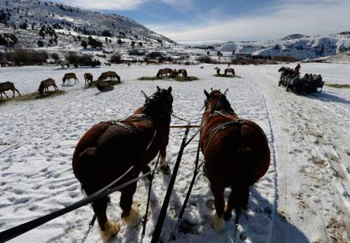 Francisco Kjolseth  |  The Salt Lake Tribune
Clydesdales names Beauty, left, and her daughter Little Foot pull guests close to hundreds of feeding elk in Hardware Ranch Wildlife Management Area up Blacksmith Fork Canyon. 

The ranch opens Dec. 12 with the annual Rocky Mountain Elk Festival being  held Dec. 13. The ranch will offer sleigh rides through mid-March.