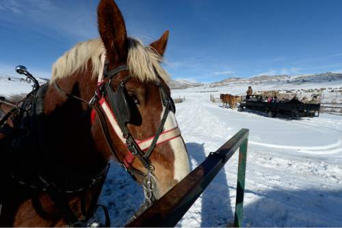 Francisco Kjolseth  |  The Salt Lake Tribune
Teams of Clydesdales pull wagons at Hardware Ranch Wildlife Management Area in Blacksmith Fork Canyon, giving visitors a unique opportunity to experience wild Elk up close. The working ranch maintains healthy rangelands for wildlife as well as increasing public awareness through community outreach and education programs. 

The ranch opens Dec. 12 with the annual Rocky Mountain Elk Festival being  held Dec. 13. The ranch will offer sleigh rides through mid-March.